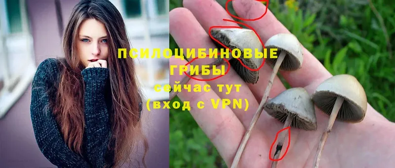 Галлюциногенные грибы Magic Shrooms  сколько стоит  Вольск 